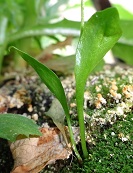 Bottom of non-fertile leaves photo